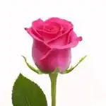Pink Rose Flower